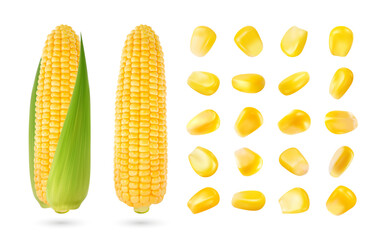 Realistic corn cob and grain seeds. Isolated 3d vector yellow, ripe, raw maize corncob with green leaves. Nutritious cylindrical core of farm plant, filled with rows of sweet and juicy kernels