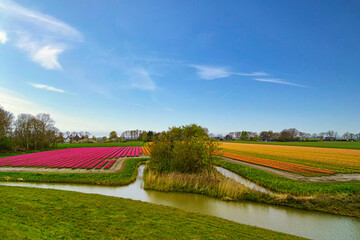 Tulips in the Netherlands