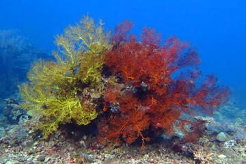 Fototapeta na wymiar Red and yellow coral reef in the shallow water. Underwater corals and plants in the blue sea. Scuba diving on the coral reef. Yellow and red sea fan corals.