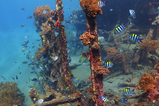 Tropical fish and ship wreck with corals. School of swimming fish and rusty remains of the old ship. Underwater photography from scuba diving with the marine wildlife. Seascape with underwater life.