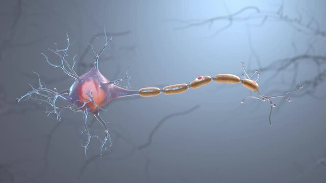 Neuron cell single