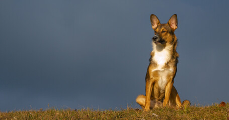PORTRAIT Adorable mixed breed dog sits calmly on grassy hilltop in morning light