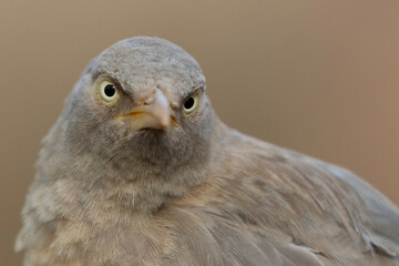 Close-up wildlife photography shot of a babbler bird with eyes and beak in focus, in an angry expression