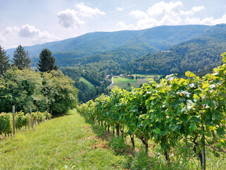 Fototapeta na wymiar bright green leaves of grape bushes. Vineyard on Pohorje mountain. Slovenia. Europe.