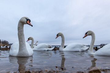 Fototapeta premium swan on blue lake water in sunny day, swans on pond,