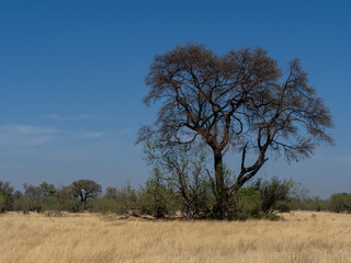 Botswana