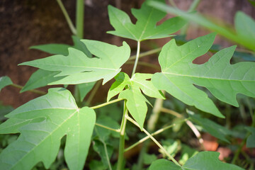 Fototapeta na wymiar Leaves of papaya background, papaya leaves