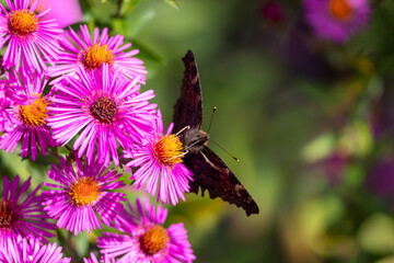 Pink flowers of aster close up. Aster Dumosus with a butterfly