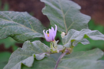 Plant of Terong ungu, or Solanum melongena. Leaves, Flower Fruit and Plant of Eggplant, nature Background leaves.