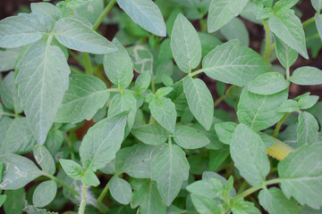 Plant of Terong ungu, or Solanum melongena. Leaves, Flower Fruit and Plant of Eggplant, nature Background leaves.