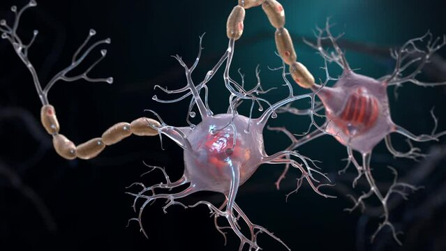 Neurons also known as neurones or nerve cells. Neurons transmit information between different parts of the brain and between the brain and the rest of the nervous system. 3d animation
