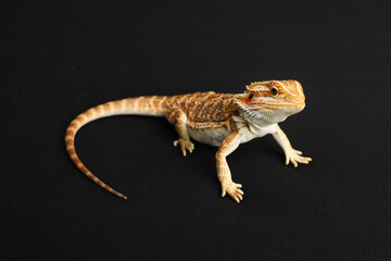 Bearded dragon, pogona vitticeps, isolated on black background, Tiger Pattern Morphs. Professional studio macro photography on isolated black background