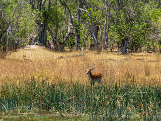 Fototapeta premium Antilope
