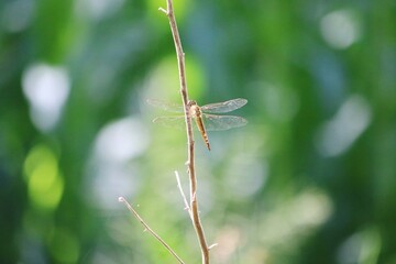 Dragonfly in a tree 