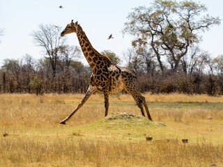 Giraffe