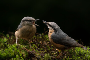 Mother and juvenile Eurasian Nuthatch (Sitta europaea)  in the forest of Noord Brabant in the Netherlands. Dark background. Parent feeds her young.         