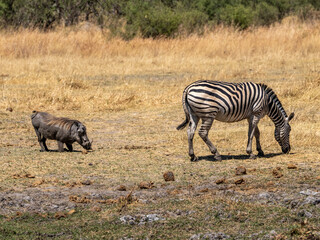 Zebra