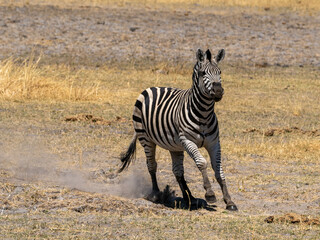 Naklejka premium Zebra