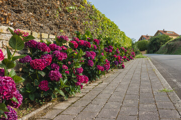 Serene Path Through a Charming Countryside Village Lined with Blooming Roses