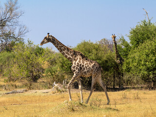 Giraffe
