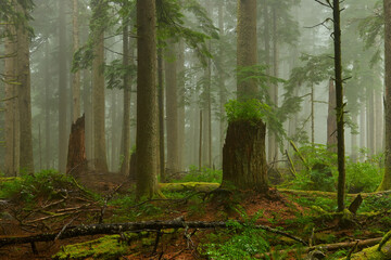 Landscape of the misty forest in Oregon