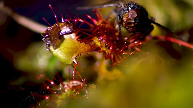 Drosera rotundifolia. A fly on the hairs of a sundew leaf. A carnivorous plant species.