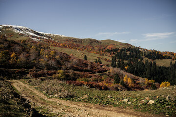 Autumn sunny landscape: mountains covered in yellow forest, blue sky. High-quality photo for website design, postcards, banners, and travel product advertising.