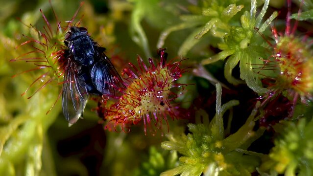 A carnivorous Sundew plant catches a fly. Drosera rotundifolia grows in a swamp.
