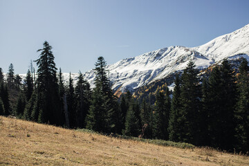 Autumn sunny landscape: yellow trees against snowy mountains. High-quality photo for website design, postcards, banners, and travel product advertising.