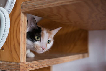 curious cat peeking under the wooden staircase, close up
