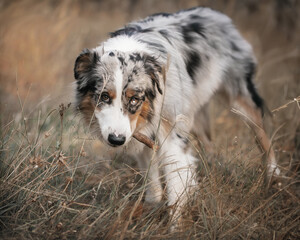 australian shepherd with a stick