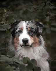 australian shepherd in grass