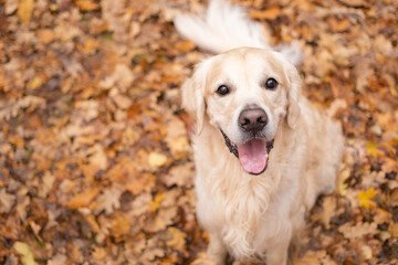 A happy dog sits in the fall woods. Golden retriever golden retriever in the park in the fall...