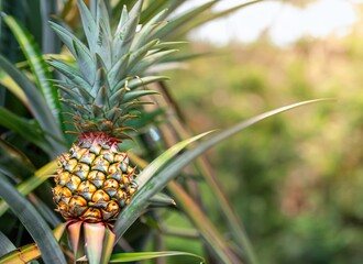 Obraz premium pineapple grows on a tree in the harvest garden on everning sun flare, blur bokeh background. AI Generated.