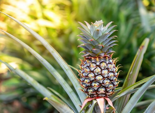 pineapple grows on a tree in the harvest garden on everning sun flare, blur bokeh background. AI Generated.