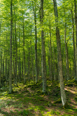 The dense beech forest background is full of green leaves