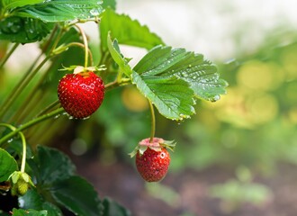 strawberry grows on a tree in the harvest garden on everning sun flare blur bokeh background. AI Generated.