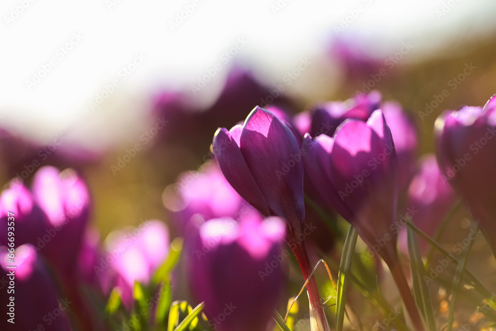 Poster Blooming spring plant Crocus