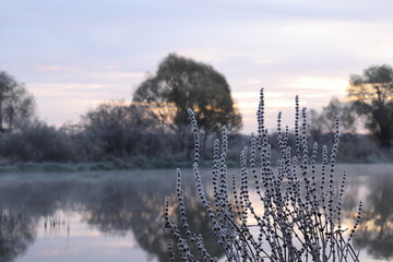 Frost on the branches of a plant against the backdrop of a river and trees on the bank on an autumn...
