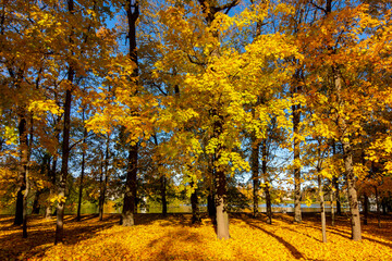 Catherine park in autumn foliage, Pushkin (Tsarskoe Selo), St. Petersburg, Russia