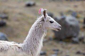 Llama in the scenic Tunari National Park near Cochabamba, Bolivia - Traveling and exploring South America