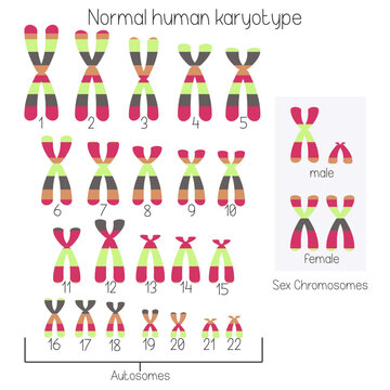 Normal human karyotype chromosome idiogram
