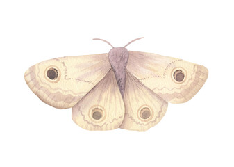 Watercolor beige moth insect isolated on white
