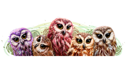 Color graphic portrait of owl chicks in watercolor style on a white background. 