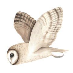 Watercolor woodland owl bird