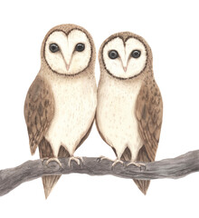 Watercolor woodland owl bird - 666696769