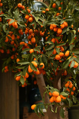 Decorative tangerines in a flowerpot