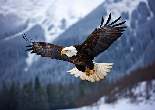 bald eagle flying snowy mountain range profile transparent wings upper body leader above ability solidity eternity wilderness attribution insurmountable background zoo seraphim