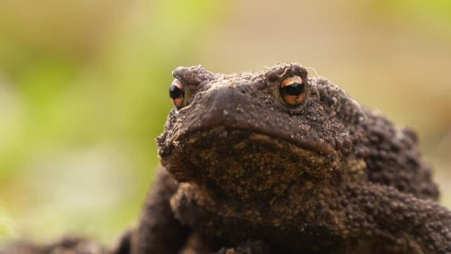 Toad. Frog toad close up