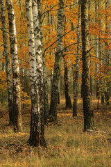 autumn in the forest